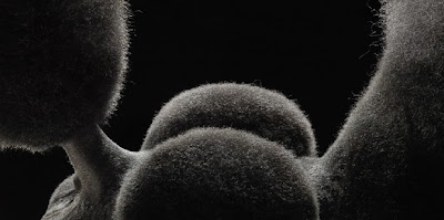 >Tim Flach - Dog Gods - FTCMag